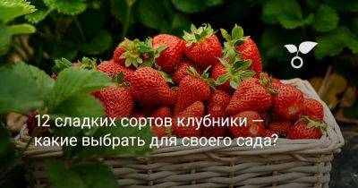 12 сладких сортов клубники — какие выбрать для своего сада? - botanichka.ru