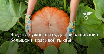 Все, что нужно знать, для выращивания большой и красивой тыквы - botanichka.ru