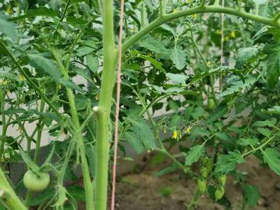 Чем может быть полезна зола для томатов: рекомендации от опытных огородников - belnovosti.by