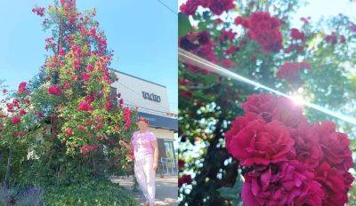 ФОТО. Гигантская красота в бетоне: роза высотой более шести метров радует жителей Пурвциемса - rus.delfi.lv