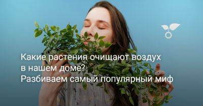 Какие растения очищают воздух в нашем доме? Разбиваем самый популярный миф - botanichka.ru