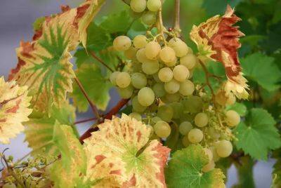 Надо ли обрывать нижние листья у виноградного куста: ошибается каждый второй - belnovosti.by