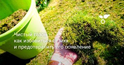 Чистый газон — как избавиться от мха и предотвратить его появление - botanichka.ru