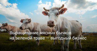 Выращивание мясных бычков на зеленой траве — выгодный бизнес - botanichka.ru - Ссср