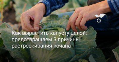 Как вырастить капусту целой — предотвращаем 3 причины растрескивания кочана - botanichka.ru