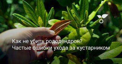 Как не убить рододендрон? Частые ошибки ухода за кустарником - botanichka.ru