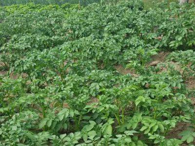 Какие советы по выращиванию картофеля опытные огородники оставляют своим потомкам: больше не секрет - belnovosti.by