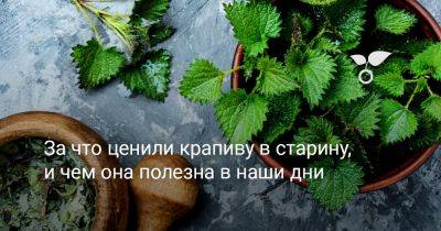 За что ценили крапиву наши предки — раскрываем весь потенциал - botanichka.ru - Россия
