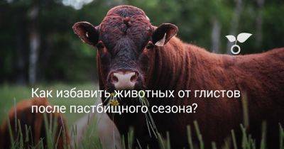 Как избавить животных от глистов после пастбищного сезона? - botanichka.ru