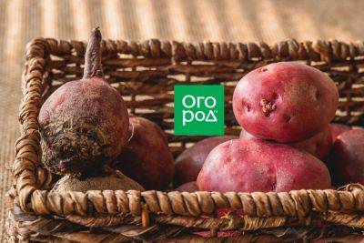 Какие овощи можно не только готовить, но и есть в сыром виде - ogorod.ru