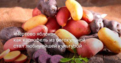 «Чёртово яблоко» — как картофель из богохульной стал любимейшей культурой - botanichka.ru - Россия