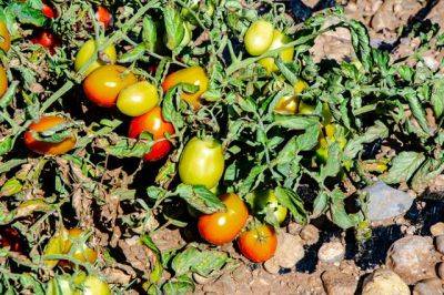 Из-за чего появляется серая гниль на томатах и как от нее избавиться? - aif.ru