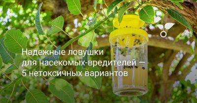 Надежные ловушки для насекомых-вредителей — 5 нетоксичных вариантов - botanichka.ru