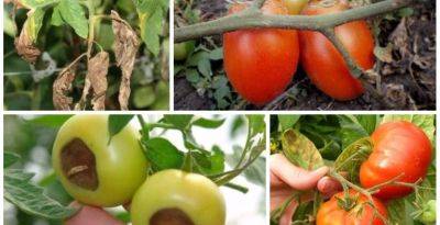 Почему помидоры в теплице покрываются плесенью - thisisdacha.ru