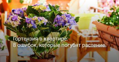 Гортензия в квартире — 8 ошибок, которые погубят растение - botanichka.ru