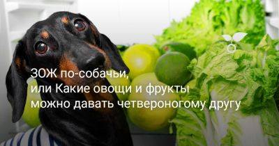 ЗОЖ по-собачьи, или Какие овощи и фрукты можно давать четвероногому другу - botanichka.ru