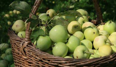 Что делать с опавшими незрелыми яблоками? Четыре способа от них избавиться - rus.delfi.lv