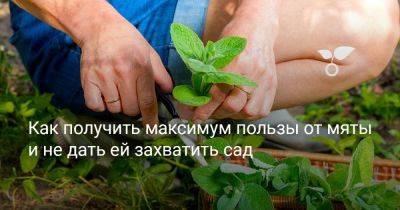 Как получить максимум пользы от мяты и не дать ей захватить сад - botanichka.ru