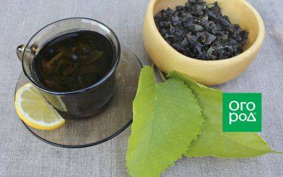 Как приготовить ферментированный чай из листьев шелковицы - ogorod.ru