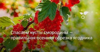 Спасаем кусты смородины — правильная осенняя обрезка ягодника - botanichka.ru