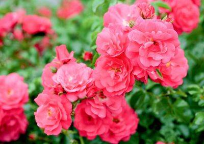 Сорта почвопокровных роз, на которых больше всего цветков - ogorod.ru