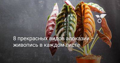 8 прекрасных видов алоказии – живопись в каждом листе - botanichka.ru
