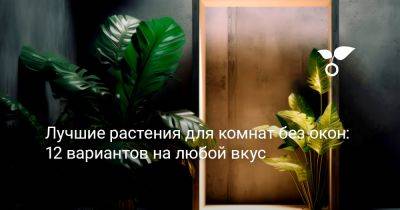 Лучшие растения для комнат без окон — 12 вариантов на любой вкус - botanichka.ru
