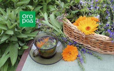 10 трав для домашнего "зеленого" чая – вкус и польза с ваших грядок - ogorod.ru