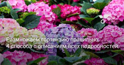 Размножаем гортензию правильно: 4 способа с описанием всех подробностей - botanichka.ru