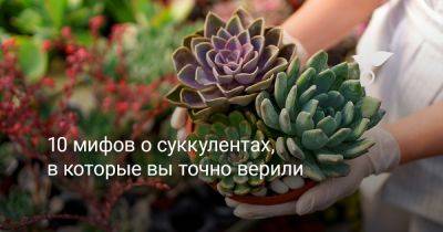 10 мифов о суккулентах, в которые вы точно верили - botanichka.ru