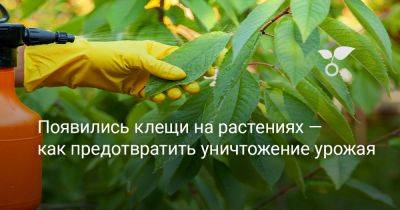 Появились клещи на растениях — как предотвратить уничтожение урожая - botanichka.ru - г. Виноград