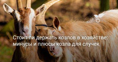Стоит ли держать козлов в хозяйстве: минусы и плюсы козла для случек - botanichka.ru