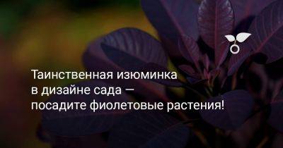 Посадите фиолетовые растения — таинственная изюминка в дизайне сада - botanichka.ru