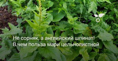 Не сорняк, а английский шпинат! В чем польза мари цельнолистной - botanichka.ru - Россия