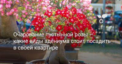 Очарование пустынной розы — какие виды адениума стоит посадить в своей квартире - botanichka.ru