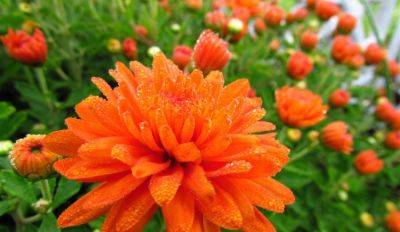 Осень не за горами: 10 осенних цветов, которые сделают ваш сад нарядным - rus.delfi.lv