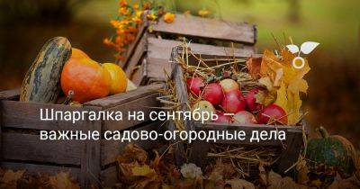 Шпаргалка на сентябрь — важные садово-огородные дела - botanichka.ru