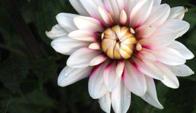 ФОТО: В Ботаническом саду цветут королевы осени — георгины - rus.delfi.lv - Латвия