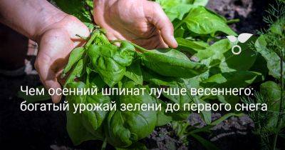 Чем осенний шпинат лучше весеннего: богатый урожай зелени до первого снега - botanichka.ru