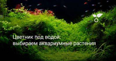 Цветник под водой — выбираем аквариумные растения - botanichka.ru