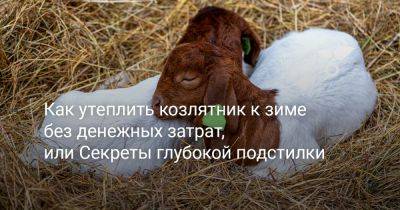 Как утеплить козлятник к зиме без денежных затрат, или Секреты глубокой подстилки - botanichka.ru