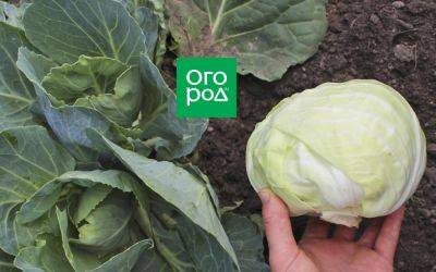 Как получить два урожая капусты с одного растения - ogorod.ru