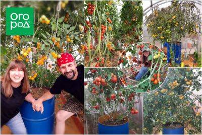 Что такое томатное дерево и как его вырастить - ogorod.ru