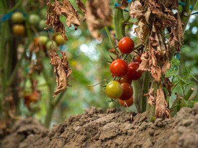 Пожухлые листья, неурожай и вредители: каких ошибок стоит избегать, выращивая помидоры? - rus.delfi.lv