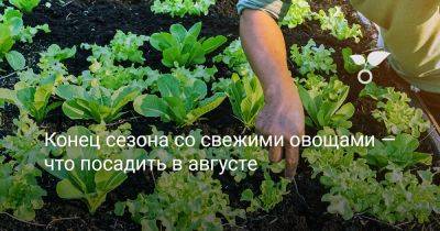 Конец сезона со свежими овощами — что посадить в августе - botanichka.ru