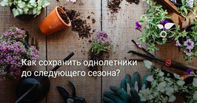 Как сохранить однолетники до следующего сезона? - botanichka.ru - республика Коми