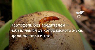 Картофель без вредителей — избавляемся от колорадского жука, проволочника и тли - botanichka.ru