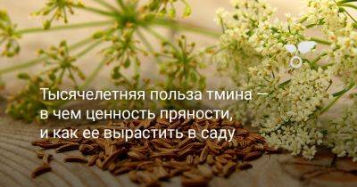 Тысячелетняя польза тмина — в чем ценность пряности, и как ее вырастить в саду - botanichka.ru