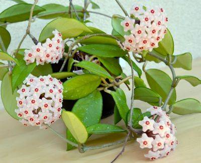 Тропики в квартире: 10 экзотических растений, которые легко вырастить на окне - ogorod.ru