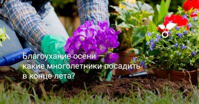 Благоухание осени — какие многолетники посадить в конце лета? - botanichka.ru